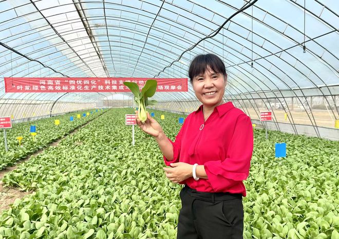 上海青种植行距_上海青种植最佳温度是多少_夏季上海青种植技术