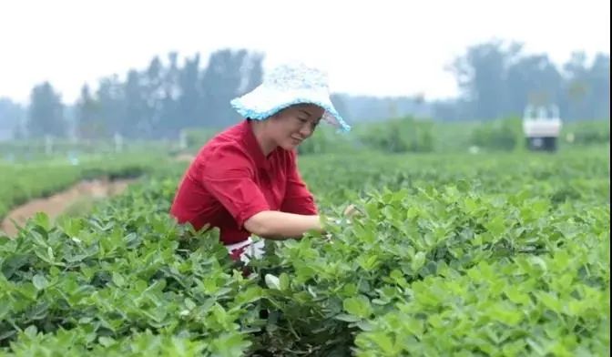 巾帼宣讲丨李亚娟：小花生变身“金豆子” 带动农户走上致富路