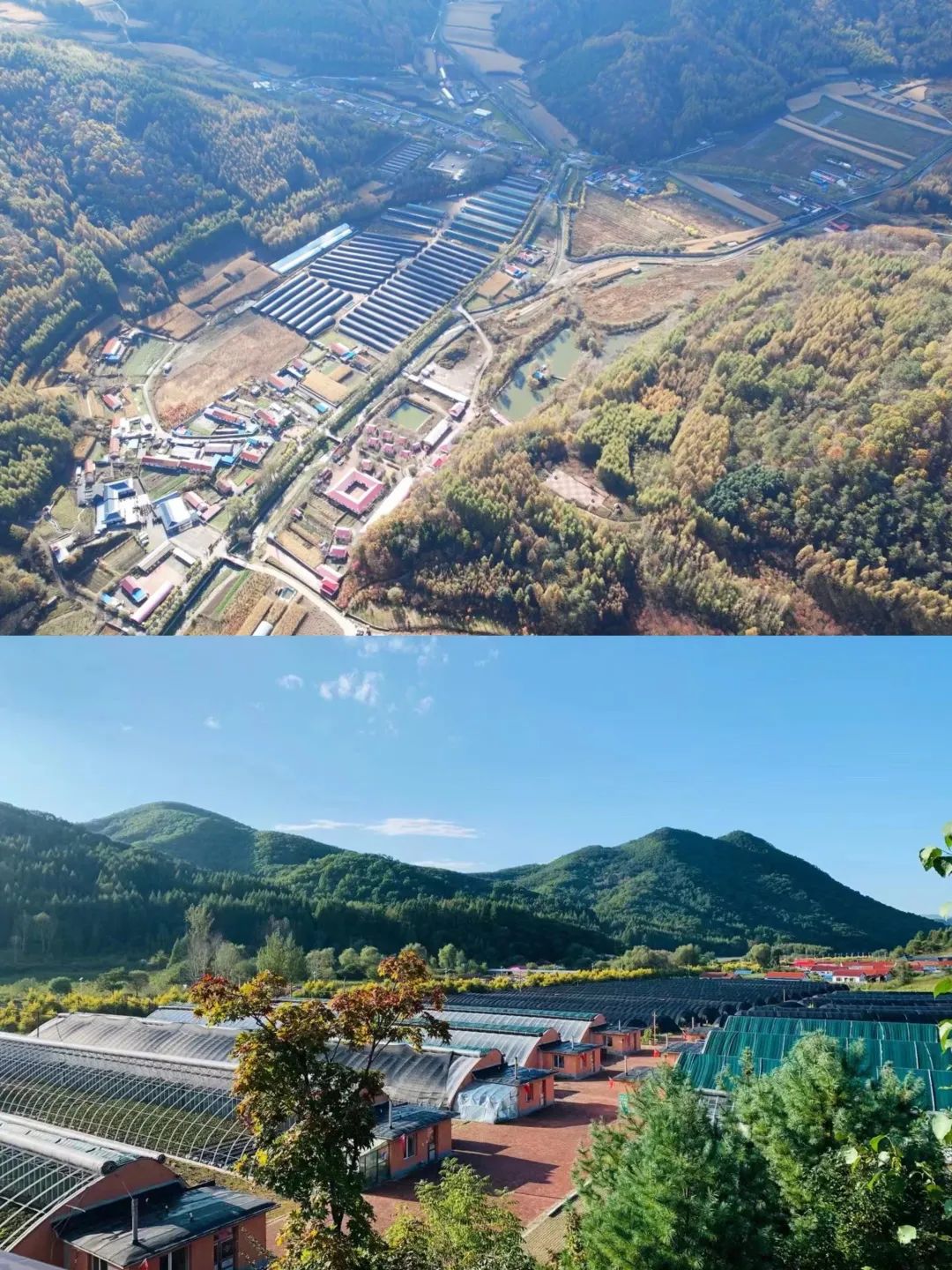 致富种植桑黄怎么样_种植致富桑黄_种植桑黄的前景