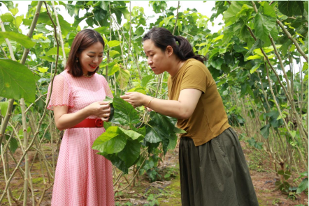 庭院致富经验案例_庭院种植致富视频_农村种植致富好项目视频