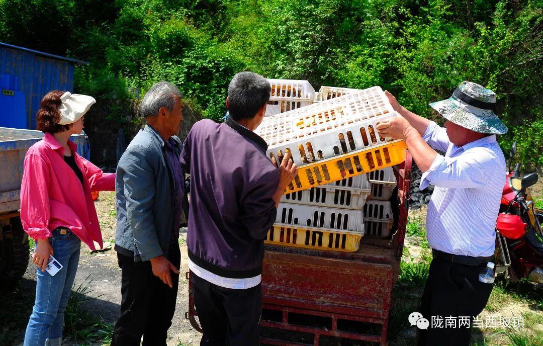 养殖绿壳蛋鸡致富经_致富经养殖绿壳蛋鸡_养殖绿壳蛋鸡前景如何