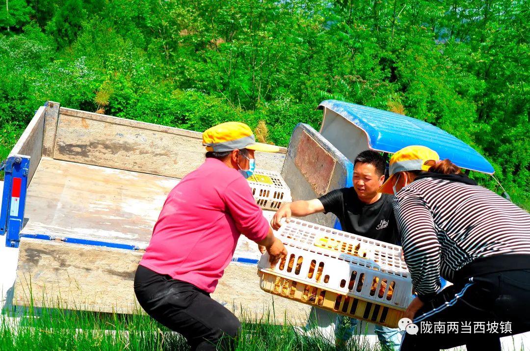 致富经养殖绿壳蛋鸡_养殖绿壳蛋鸡致富经_养殖绿壳蛋鸡前景如何