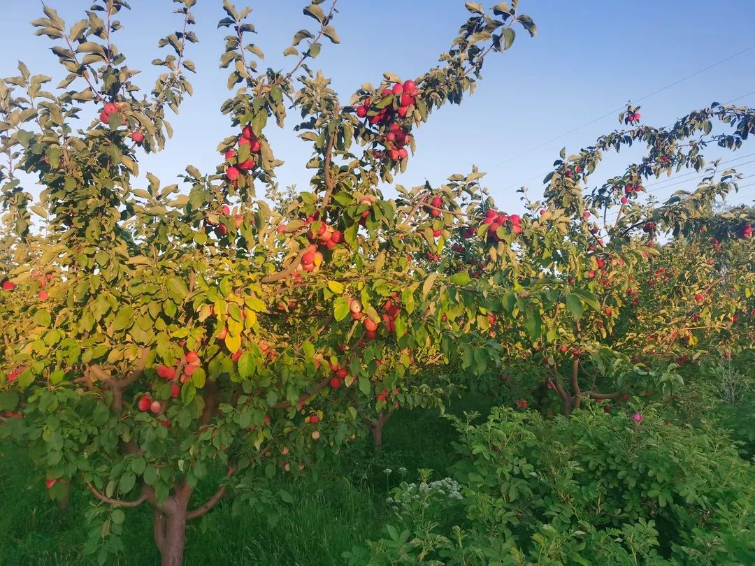种植致富的果园_致富种植果园图片大全_致富种植果园怎么样