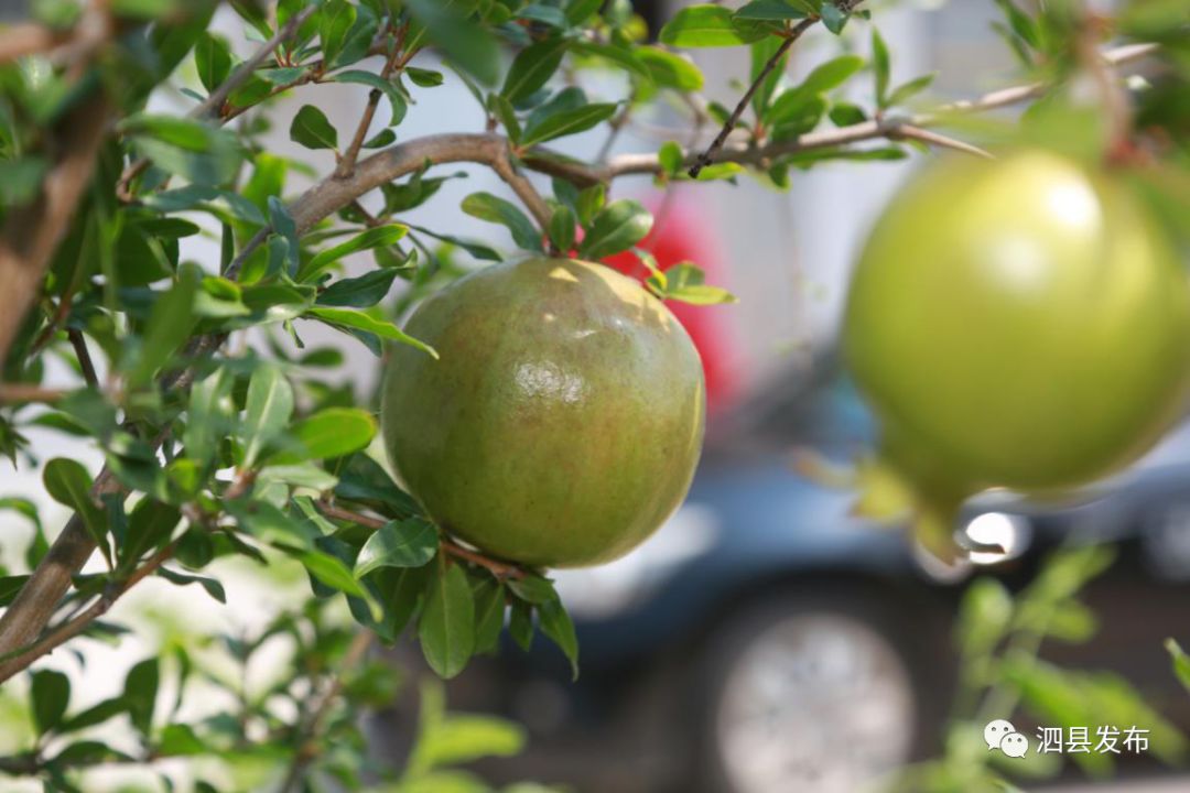 致富种植果园图片_种果园前景怎么样_种植致富的果园