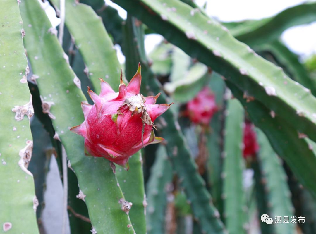 种果园前景怎么样_致富种植果园图片_种植致富的果园