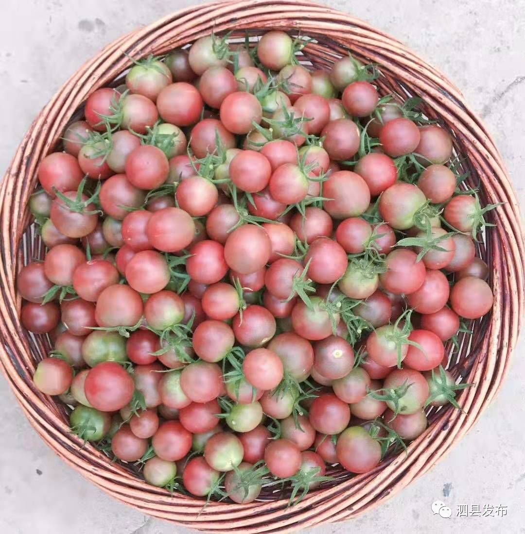 种植致富的果园_种果园前景怎么样_致富种植果园图片