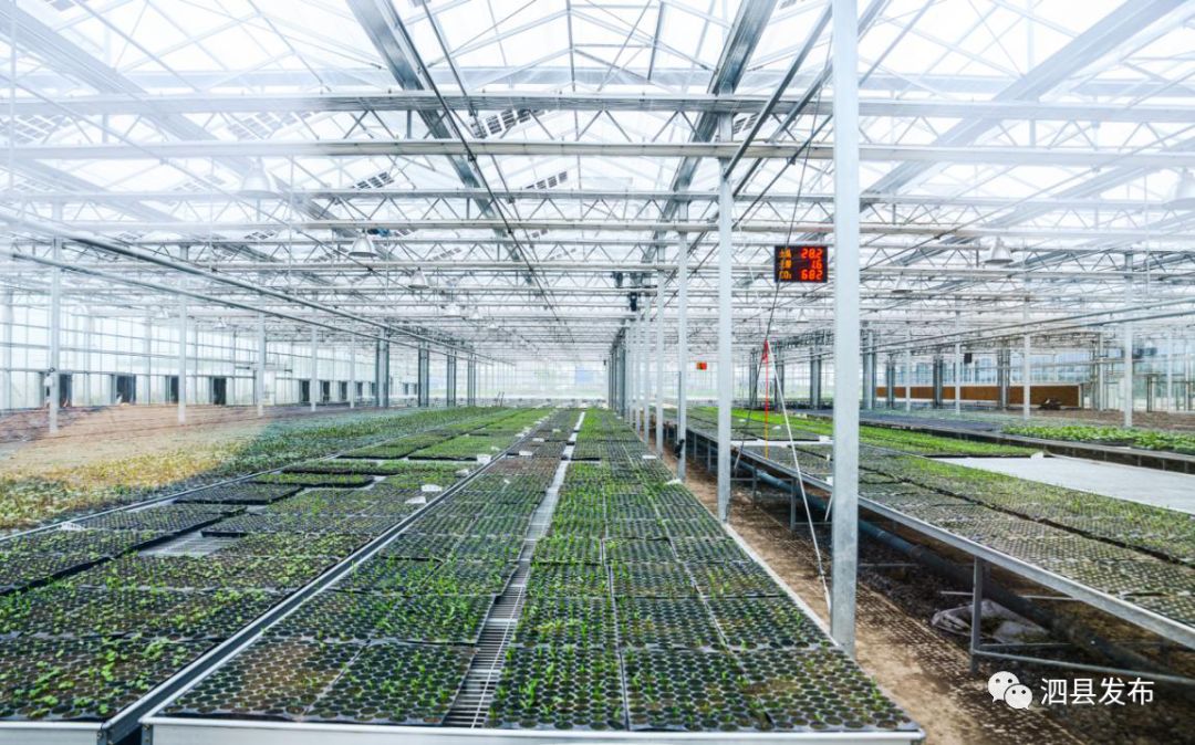 种植致富的果园_种果园前景怎么样_致富种植果园图片