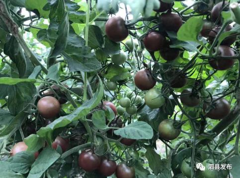种果园前景怎么样_致富种植果园图片_种植致富的果园