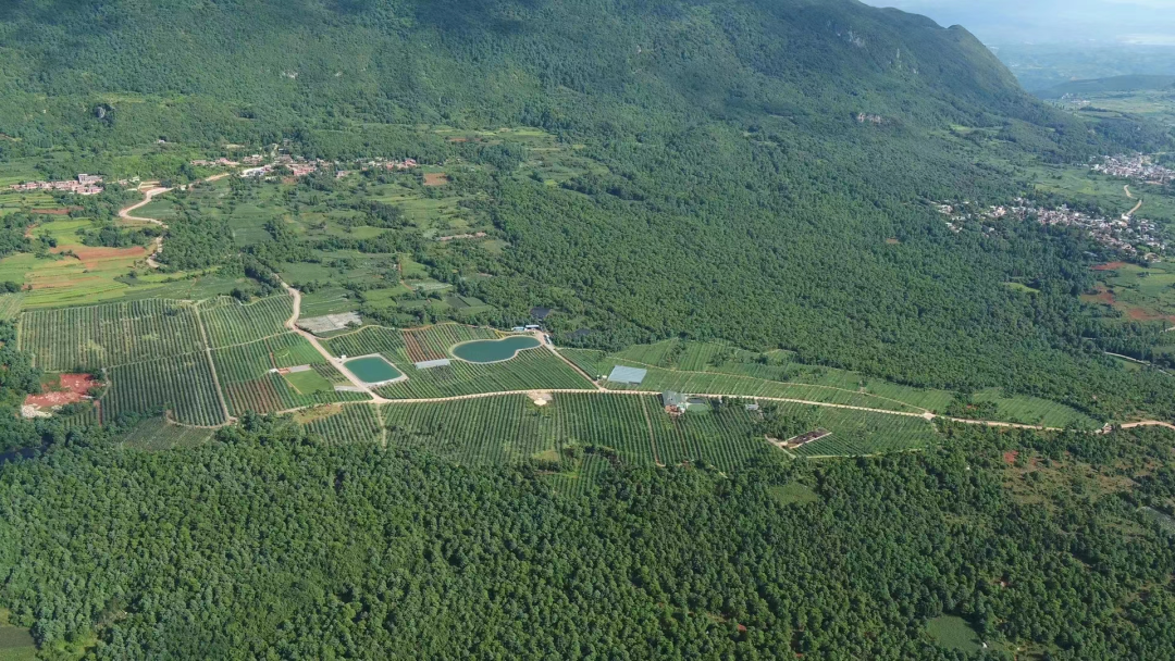 种果园前景怎么样_种植致富的果园_果园种植基地