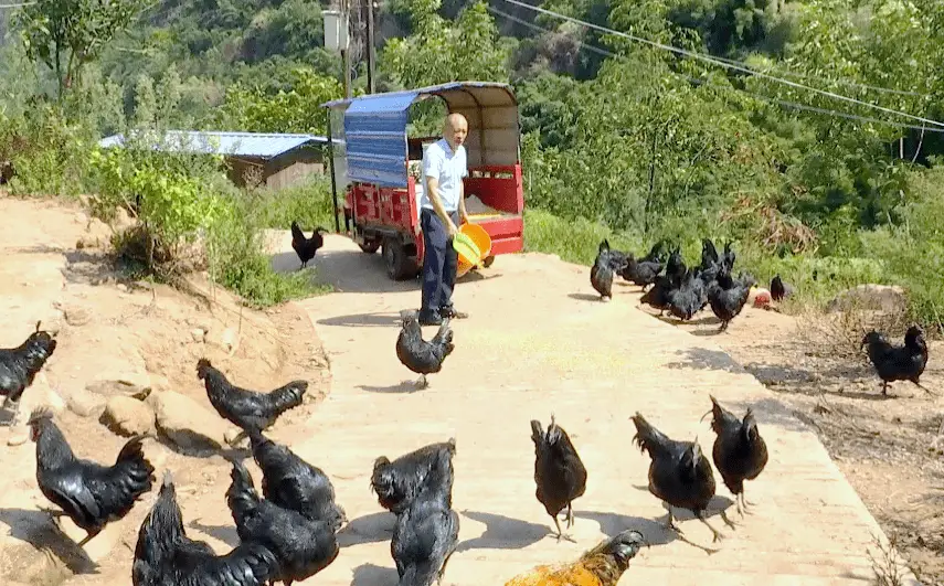 致富养殖天地竹鸡图片_致富天地竹鸡养殖_致富养殖天地竹鸡视频