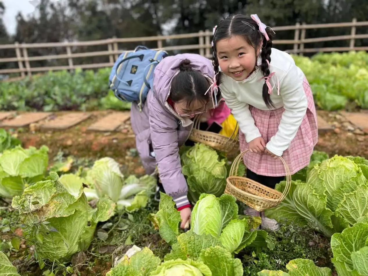 山窝种植致富树_种树致富经_山区种植什么致富