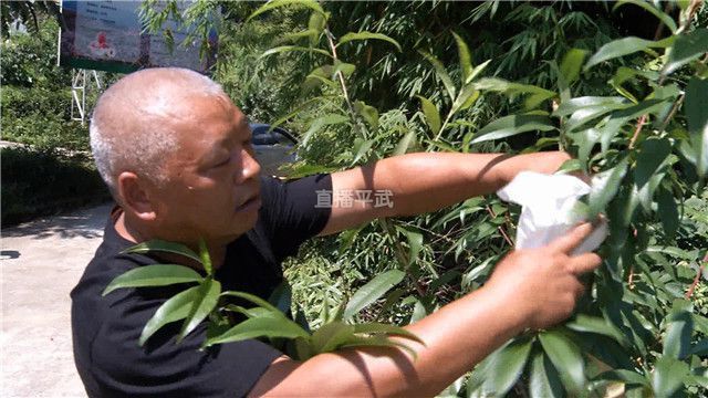 德化种植致富梦_德化种植致富梦_德化种植致富梦