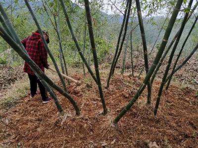 竹林怎么种植_竹林的种植技术_竹林种植技术视频