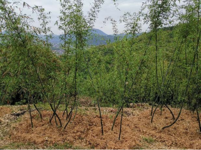 竹林的种植技术_竹林种植技术视频_竹林怎么种植