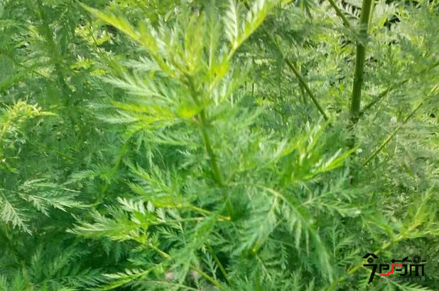 青蒿的种植