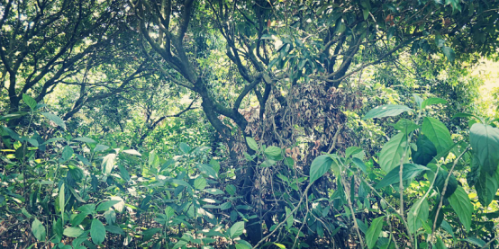 兰根怎么养好_百兰根的种植技术_兰花根种植