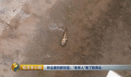 养殖致富之路_致富养殖业_智慧养殖致富