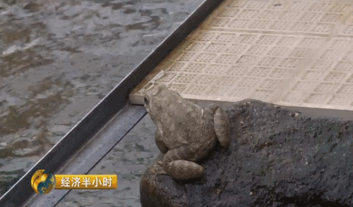 致富养殖业_养殖致富之路_智慧养殖致富