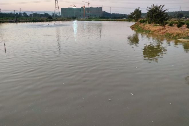 黄颡鱼的养殖技术_主养黄颡鱼成鱼养殖模式_黄颡鱼养殖技术视频