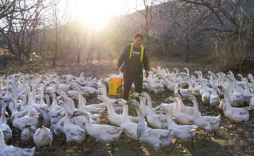 有什么养殖致富_养殖致富经_养殖致富之路