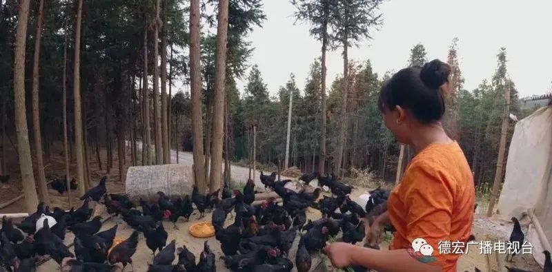 养黑鸡致富经_养黑鸡赚钱吗_致富经养殖五黑鸡