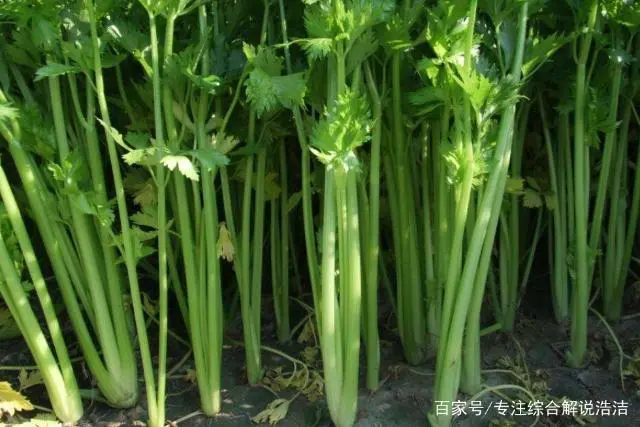 芹菜大棚种植大全技术视频_芹菜大棚种植大全技术与管理_种植大棚芹菜技术大全