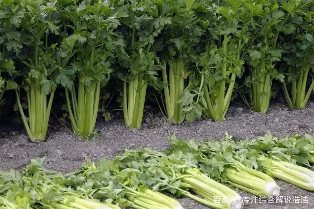 芹菜大棚种植大全技术视频_芹菜大棚种植大全技术与管理_种植大棚芹菜技术大全