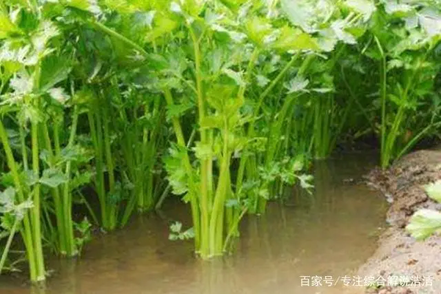 芹菜大棚种植大全技术视频_芹菜大棚种植大全技术与管理_种植大棚芹菜技术大全