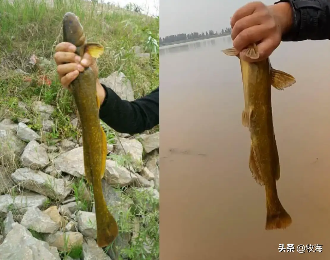 主养黄颡鱼成鱼养殖模式_黄颡鱼养殖注意事项_黄颡鱼的养殖技术