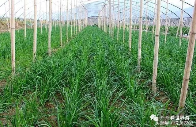 菲菜种植技术视频_种菲菜有什么讲究_栽菲菜视频