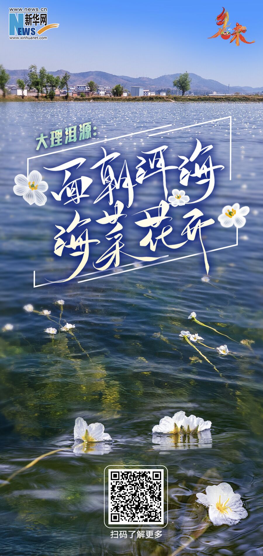 乡味｜大理洱源：面朝洱海 海菜花开