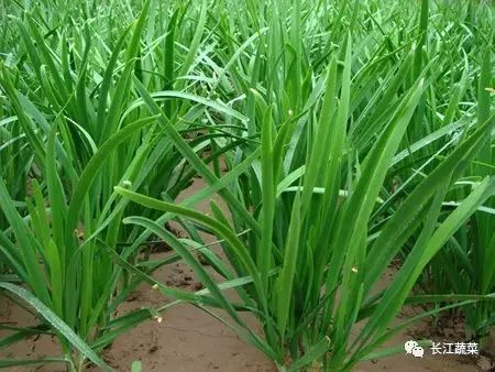 从种到收，种植能手教你安全韭菜实用生产技术！