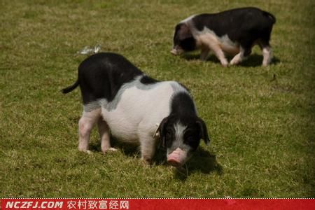 致富养殖泥鳅项目简介_致富养殖泥鳅项目有哪些_泥鳅养殖致富项目