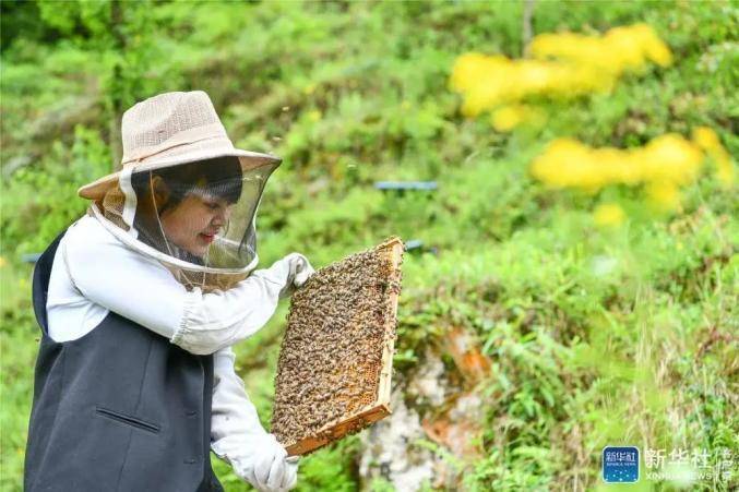 蜜蜂养殖视频致富经_蜜蜂养殖实用技术_致富经土蜜蜂养殖技术
