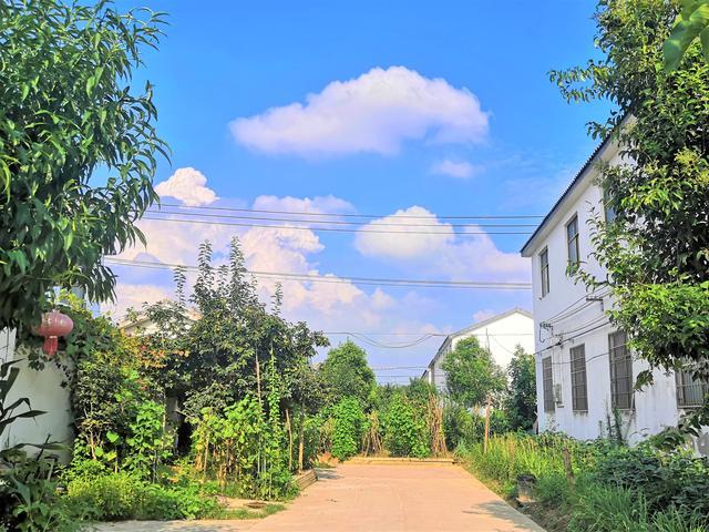 种植桃树赚钱吗_桃树种植增收致富_种植桃树致富