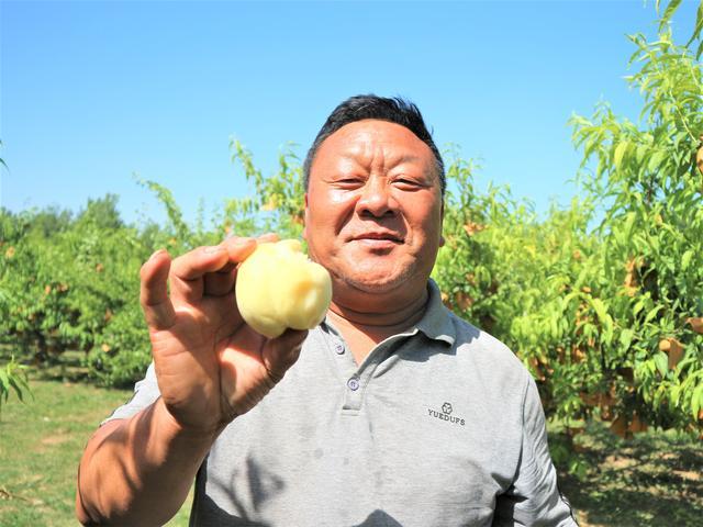 种植桃树赚钱吗_桃树种植增收致富_种植桃树致富