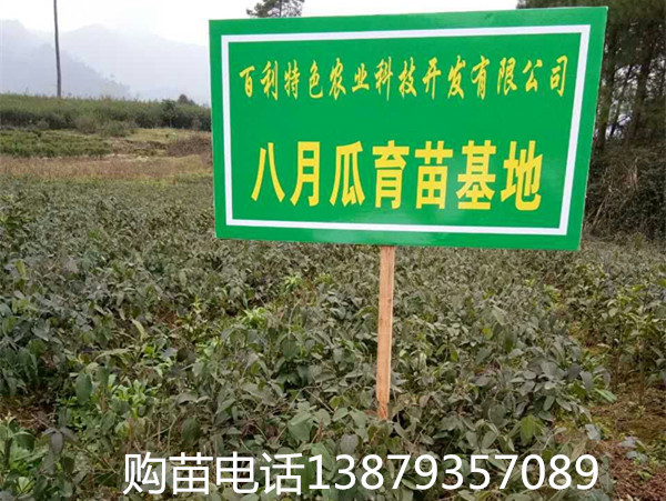 八月瓜