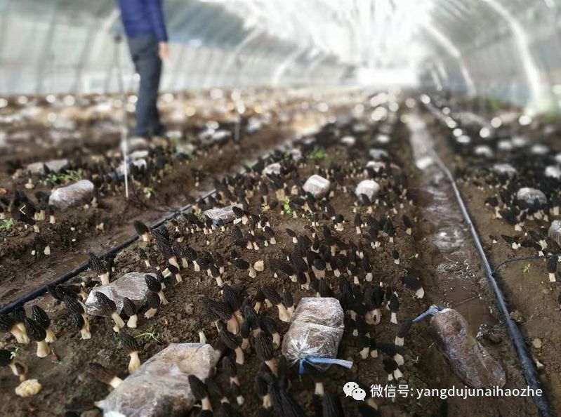 野生羊肚菌种子哪里来的_野生羊肚菌种植技术_羊肚菌野外种植