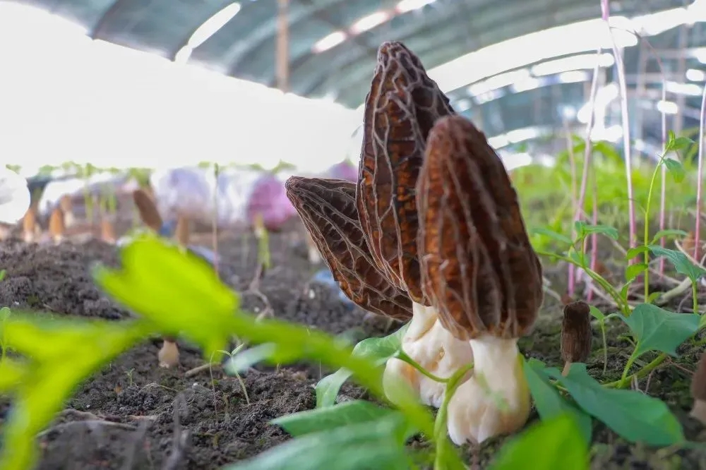 【干货】羊肚菌种植过程中的关键技术要点，缺一不可！
