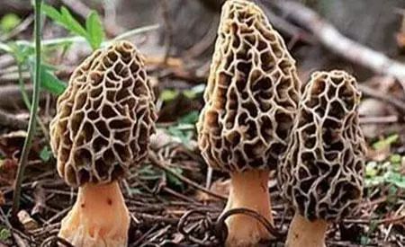 羊肚菌的室内栽培技术方案