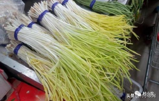 致富经无土栽培_无土栽培赚钱_无土栽培骗局
