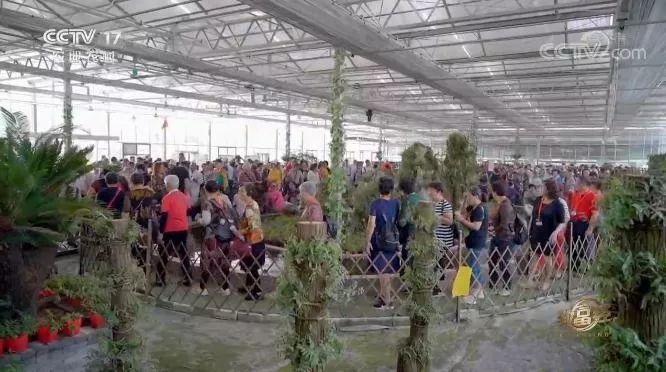 致富经核桃节目_蓟县电视台致富节目_农业致富节目卢婷视频
