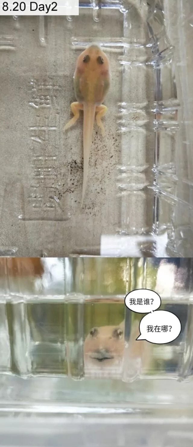 角蛙新手饲养攻略：从蝌蚪一步步看它长大