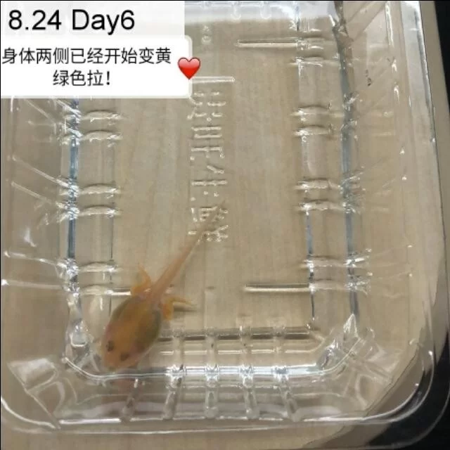 角蛙新手饲养攻略：从蝌蚪一步步看它长大