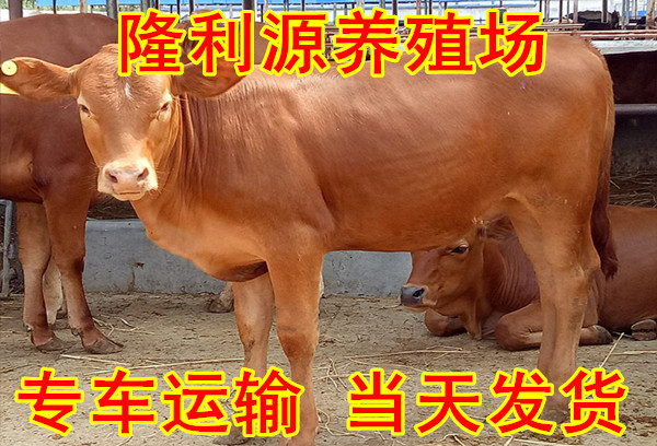 云南红河州肉牛养殖基地