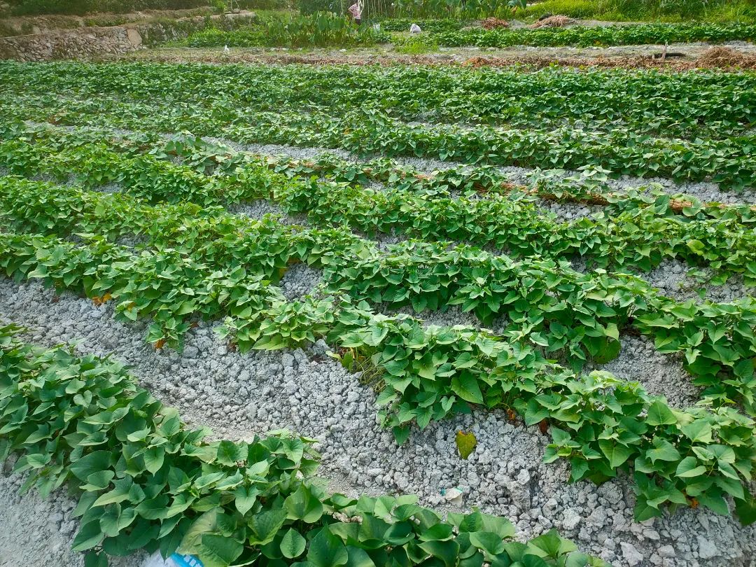 地瓜种植致富_致富种植地瓜视频_致富种植地瓜怎么样