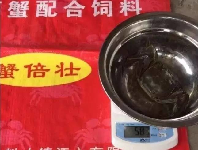 螃蟹养殖技术视频教程_螃蟹视频养殖教程技术视频大全_螃蟹养殖技术视频中央七套
