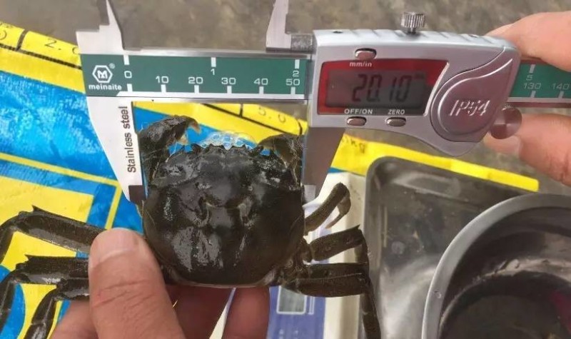 螃蟹养殖技术视频中央七套_螃蟹视频养殖教程技术视频大全_螃蟹养殖技术视频教程