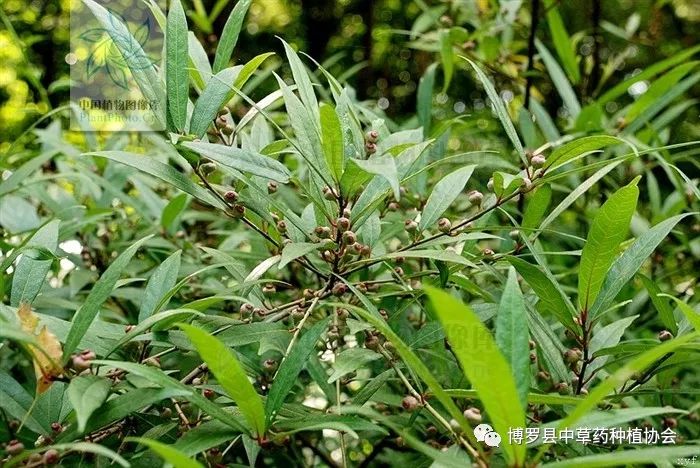 致富榕种植竹叶怎么样_种植竹叶榕致富_致富榕种植竹叶好吗