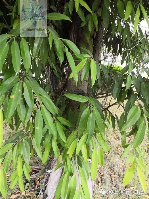 种植竹叶榕致富_致富榕种植竹叶怎么样_致富榕种植竹叶好吗